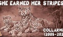 Amul’s tribute to tigress Collarwali