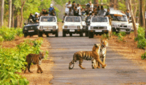 Both jabs compulsory for jungle safari in TATR