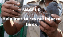 Manja Menace: Nagpurians open helplines to rescue injured birds ahead of Makar Sankranti
