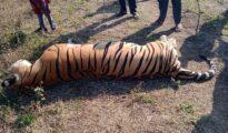 Tiger found dead near Bhandara, fourth death in month
