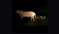 Fact Check: News of tigress, two cubs in Kamptee Cantonment is Fake!