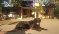 Daredevil sniffer dog ‘Surya’ who served Nagpur Police for decade passes away