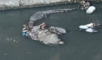 Crocodile captured, sent to Totladoh reservoir