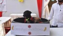 Woof! Woof! Valentine’s Day Dog Pool Party Ahead!