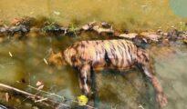 Defunct radio collar kills adult tiger in Tadoba Reserve