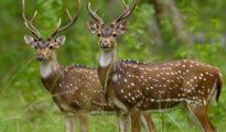 Osteophagy behaviour of spotted deer observed in Pench Tiger Reserve