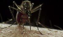 Battle of Buzz: Raging mosquito menace grips Nagpur as NMC in ‘sound’ sleep!!