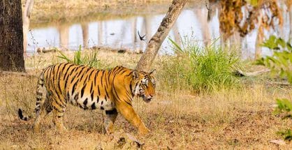 Bad news: 16 tigers died in Maharashtra in 7 months of 2022: NTCA data