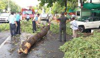 In Pics: Untimely rains wreck havoc in Nagpur, uproot trees, damage crops