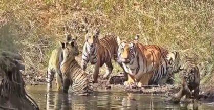 44 tigers sighted in Tadoba Reserve during Machan census