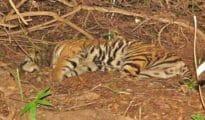 Cub hurt by tigress mother dies in Gorewada Zoo