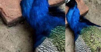 जूनी कामठी क्षेत्र में राष्ट्र पक्षी मोरों की हत्या
