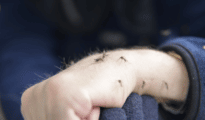 Buzzing menace: Mosquito sting leaves Nagpurians in itchy misery as city invaded by swarms