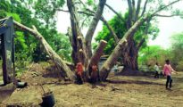 Noble cause: NMC gives lease of life to 150-year-old Banyan tree near Gorewada