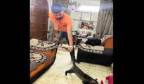 Video: Civet Cat enters house in Nagpur, rescued safely