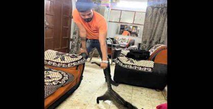 Video: Civet Cat enters house in Nagpur, rescued safely