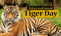 International Tiger Day: 385 tigers roaming in Vidarbha alone: Report
