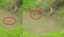 Viral Video: Snakes enjoy swiming in pond near VCA Jamtha