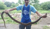 Youth playing with Russell Viper gets bitten, battles for life at Nagpur hospital