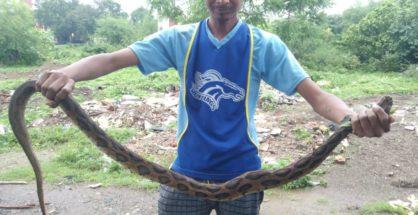 Youth playing with Russell Viper gets bitten, battles for life at Nagpur hospital