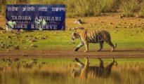 ताडोबा के पास हवाई अड्डे का प्रस्ताव खारिज