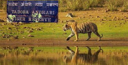 ताडोबा के पास हवाई अड्डे का प्रस्ताव खारिज
