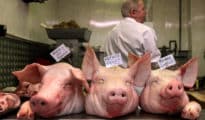 MP: More than 2,000 pigs die of African swine fever