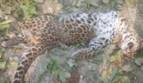 Leopard cub found dead near Gorewada Zoo in Nagpur