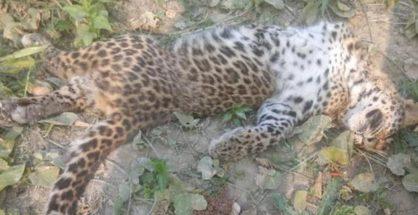 Leopard cub found dead near Gorewada Zoo in Nagpur