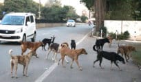 Pack of stray dogs bite two doctors at Nagpur GMCH