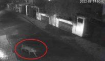 Video: Tiger caught on CCTV camera in Dabha near Nagpur