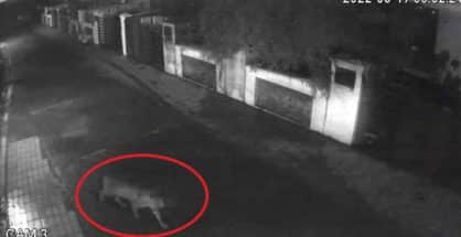 Video: Tiger caught on CCTV camera in Dabha near Nagpur