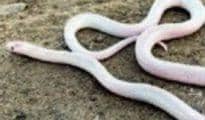 Rare white Albino snake spotted in Nagpur, rescued