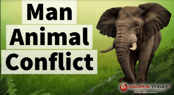 State Govt hikes compensation to Rs 20 lakh for human death in wild animal attack - Nagpur Today : Nagpur News State Govt hikes compensation to Rs 20 lakh for human death in wild animal attack - Nagpur Today : Nagpur News