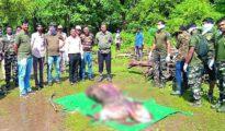 Tiger died due to drowning in Navegaon Khairi Dam, claims Forest Deptt