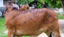 Maharashtra govt forms task force to control Lumpy skin disease