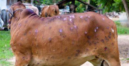 Maharashtra govt forms task force to control Lumpy skin disease