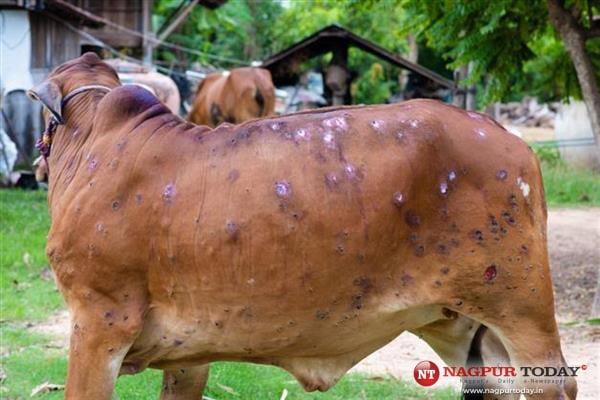 Maharashtra govt forms task force to control Lumpy skin disease - Nagpur  Today : Nagpur News