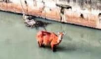 Nilgai stuck in nullah after hit by vehicle rescued in Sonegaon