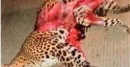 Two leopards die after hit by speeding vehicles in Nagpur Forest Division