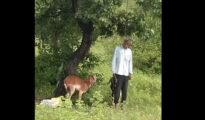 Goats refused to leave sight of farmer who hang self to death due to losses near Nagpur