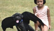 Dog’s Day Out: All Pet Fashion Show organised in Nagpur