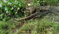 Wildlife Welfare Society rescues python, cobra trapped in fishing net in Koradi