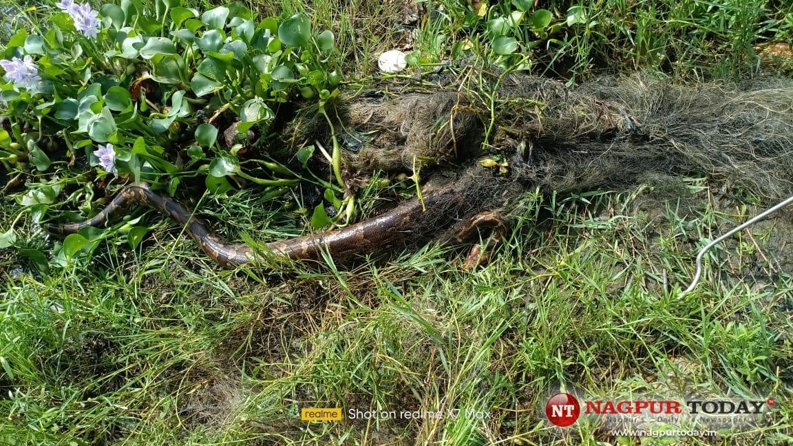 Wildlife Welfare Society rescues python, cobra trapped in fishing net ...