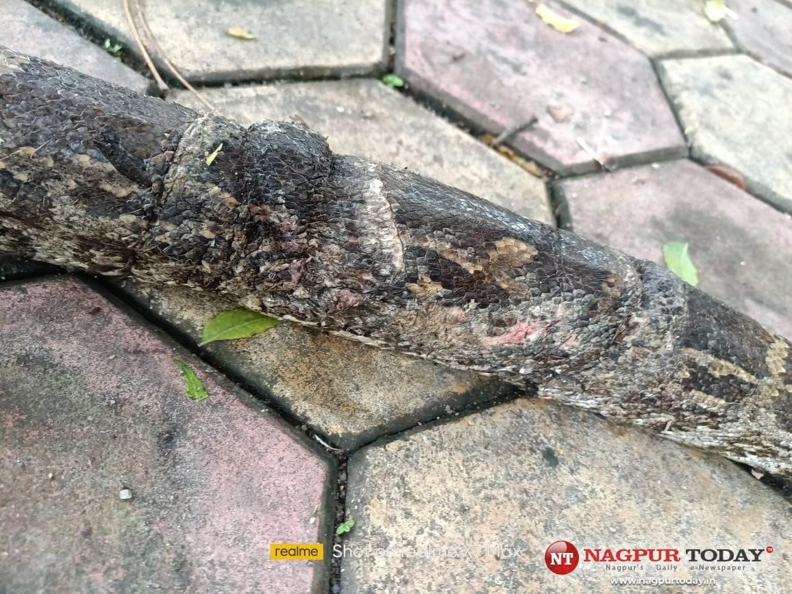 Wildlife Welfare Society rescues python, cobra trapped in fishing net ...