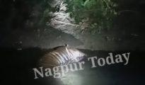 Tigress found dead in nullah near Hingna 