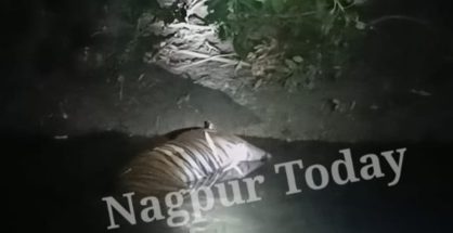 Tigress found dead in nullah near Hingna 