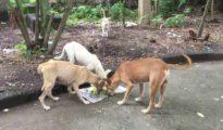 Combating the menace: NMC to slap Rs 200 fine for feeding stray dogs in public places