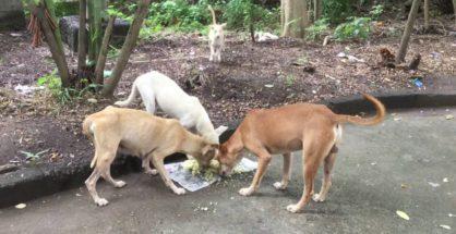 Combating the menace: NMC to slap Rs 200 fine for feeding stray dogs in public places