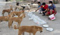 SC to hear on Nov 16 pleas against Bombay HC order on feeding stray dogs